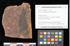 Foto (Objekt + Etikett) von Quercus palaeoilex Ettingshausen (NHMW-GEO-2024-0188-0898)